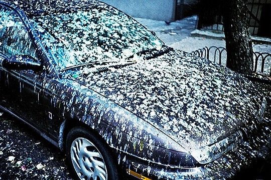 Грачи прилетели